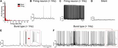 Early Auditory Experience Modifies Neuronal Firing Properties in the Zebra Finch Auditory Cortex